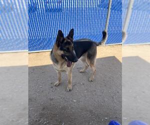 German Shepherd Dog Dogs for adoption in HESPERIA, CA, USA