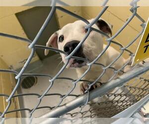 American Pit Bull Terrier-Unknown Mix Dogs for adoption in Tulsa, OK, USA