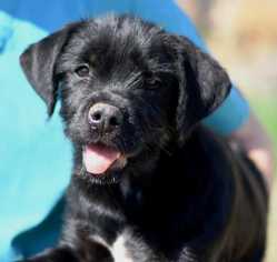 Doberman Pinscher-Unknown Mix Dogs for adoption in Dodson, MT, USA