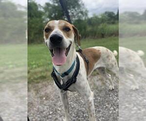 Pointer-Unknown Mix Dogs for adoption in South Amana, IA, USA