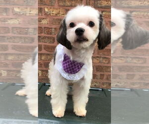 Havanese-Unknown Mix Dogs for adoption in Lincolnwood, IL, USA