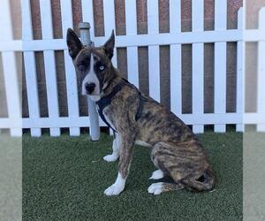 German Shepherd Dog-Unknown Mix Dogs for adoption in Modesto, CA, USA