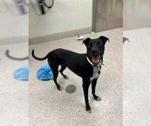 Labrador Retriever Dogs for adoption in Brighton, CO, USA