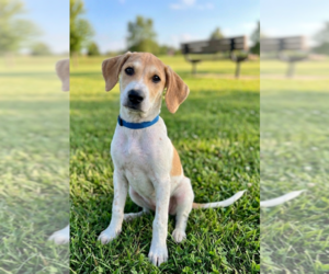 Labrador Retriever-Unknown Mix Dogs for adoption in Genesee, WI, USA