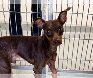 Miniature Pinscher Dogs for adoption in San Clemente, CA, USA