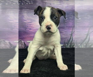 Mutt Dogs for adoption in Lakewood, CO, USA