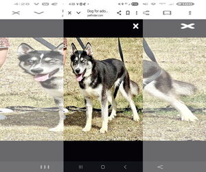 Siberian Husky Dogs for adoption in Pittsburgh, PA, USA