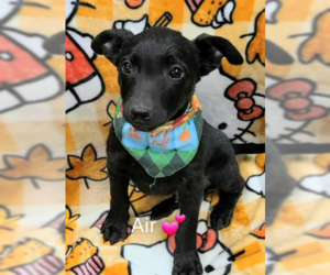 Collie-Unknown Mix Dogs for adoption in SHERBURNE, NY, USA