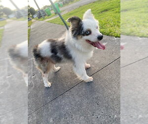 Australian Shepherd Dogs for adoption in Royal Palm Beach, FL, USA