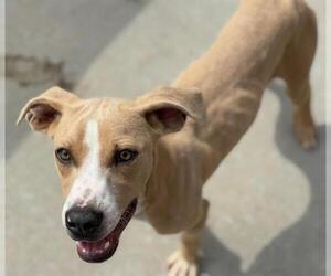 American Pit Bull Terrier-Unknown Mix Dogs for adoption in Tulsa, OK, USA