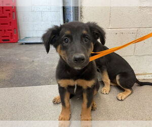 German Shepherd Dog Dogs for adoption in San Bernardino, CA, USA