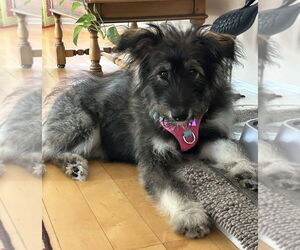Mutt Dogs for adoption in Mundelein, IL, USA