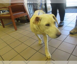 Labrador Retriever Dogs for adoption in Ocala, FL, USA