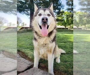 Alaskan Malamute Dogs for adoption in Sacramento, CA, USA