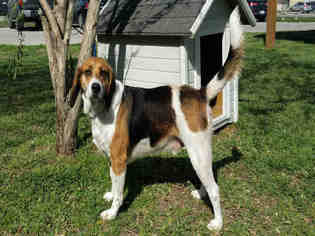English Foxhound Dogs for adoption in Rosenberg, TX, USA