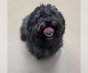 Maltipoo Dogs for adoption in Aurora, CO, USA