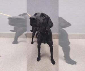 Labrador Retriever-Unknown Mix Dogs for adoption in Las Vegas, NV, USA