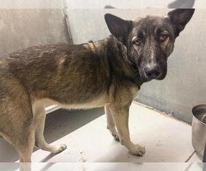 Siberian Husky-Unknown Mix Dogs for adoption in Conroe, TX, USA