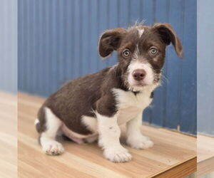 Mutt Dogs for adoption in Lakewood, CO, USA