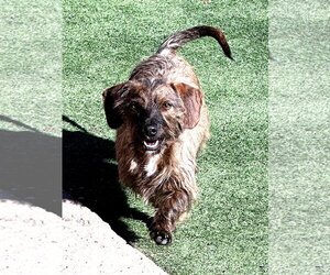 Dachshund Dogs for adoption in La Verne, CA, USA