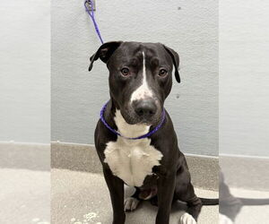 American Pit Bull Terrier-Unknown Mix Dogs for adoption in Las Vegas, NV, USA