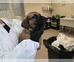 American Pit Bull Terrier-German Shepherd Dog Mix Dogs for adoption in Pueblo, CO, USA