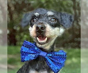 Mutt Dogs for adoption in Arlington, VA, USA