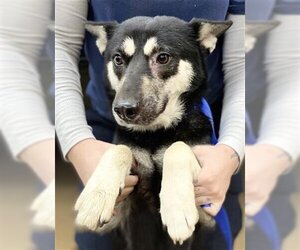 Shiba Inu-Unknown Mix Dogs for adoption in Chula Vista, CA, USA