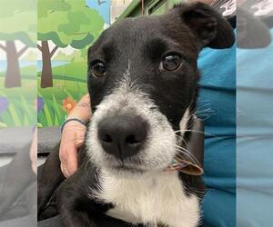 Rat Terrier-Unknown Mix Dogs for adoption in Waco, TX, USA