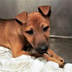 German Pinscher Dogs for adoption in Pleasanton, CA, USA