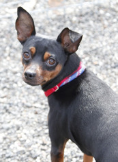 Miniature Pinscher Dogs for adoption in Woodland, CA, USA