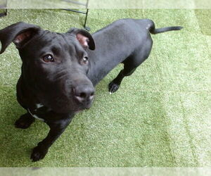 American Pit Bull Terrier-Unknown Mix Dogs for adoption in Downey, CA, USA