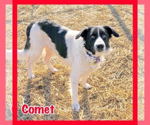 Border Collie Dogs for adoption in Jasper, IN, USA