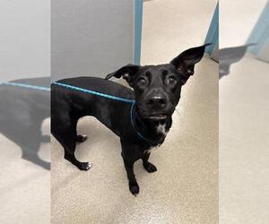 Labrador Retriever-Unknown Mix Dogs for adoption in Las Vegas, NV, USA