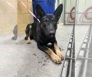 German Shepherd Dog Dogs for adoption in Stockton, CA, USA