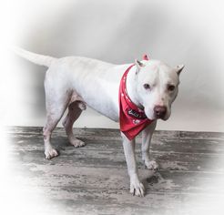 Dogo Argentino Dogs for adoption in Rockwall, TX, USA