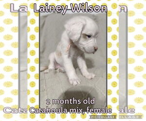American Pit Bull Terrier-Catahoula Leopard Dog Mix Dogs for adoption in Jacksonville, NC, USA