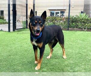 Australian Kelpie-Siberian Husky Mix Dogs for adoption in Orange, CA, USA