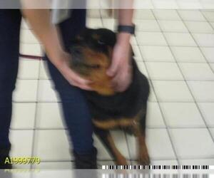 Rottweiler Dogs for adoption in West Palm Beach, FL, USA
