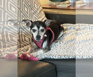 Chihuahua-Unknown Mix Dogs for adoption in Aurora, CO, USA