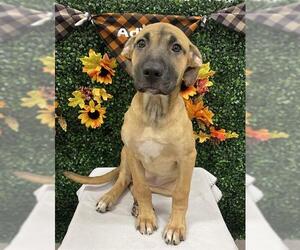 Labrador Retriever Dogs for adoption in Grasswood, Saskatchewan, Canada