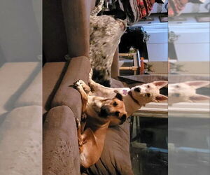 Mutt Dogs for adoption in Oro Medonte, Ontario, Canada