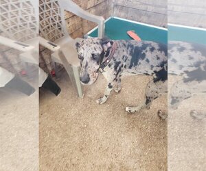 Great Dane Dogs for adoption in Palm Beach, FL, USA