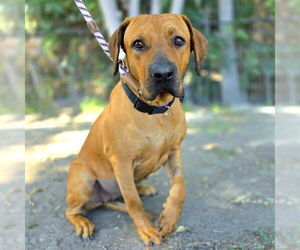 Redbone Coonhound Dogs for adoption in Long Beach, CA, USA