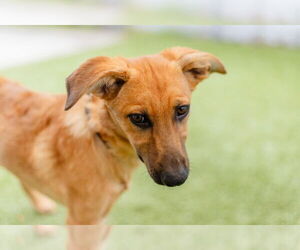 Mutt Dogs for adoption in Canton, CT, USA