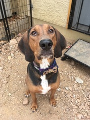 Black and Tan Coonhound-Unknown Mix Dogs for adoption in Apache Junction, AZ, USA