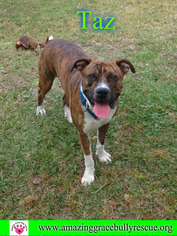 Bullboxer Pit Dogs for adoption in Pensacola, FL, USA