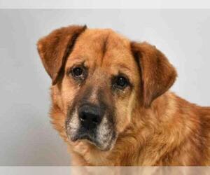 Golden Shepherd Dogs for adoption in Fort Collins, CO, USA