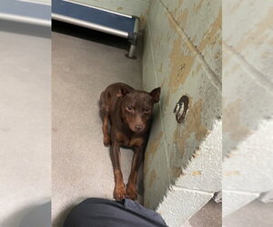 Miniature Pinscher Dogs for adoption in Stockton, CA, USA