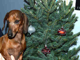 Dachshund Dogs for adoption in Olathe, KS, USA